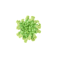 3D rendering of Topview of Lady's mantles tree in transparent Canvas png