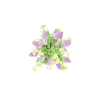 3d rendering of Hydrangea flowers plants in pots isolated on Canvas from top view png