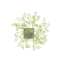 3d rendering of Himalayan Birch Tree from the topview png