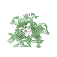 3D rendering of Topview of Clover tree in transparent Canvas png