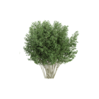 3d rendering of bushes isolated on transparent Canvas png