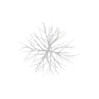 Christmas Trees Covered in Snows with transparent canvas from the top view png