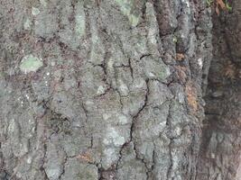 Art photo of rough surface texture of mango tree
