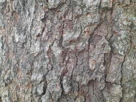 Art photo of rough surface texture of mango tree