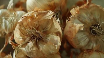 Dried onion organic seasoning botanical garden harvesting which has withered or lacks water photo