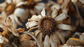 Dried flower daisies pattern which has withered or lacks water botanical background photo