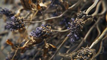 Dried lavender flower pattern which has withered or lacks water botanical background photo