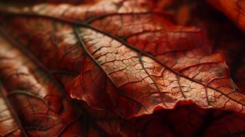 Dried maple leaves pattern which has withered or lacks water botanical background photo