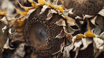 Dried sunflower pattern which has withered or lacks water botanical background photo
