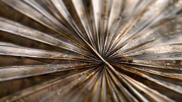 Dried palm leaves pattern which has withered or lacks water botanical background photo