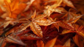 Dried maple leaves pattern which has withered or lacks water botanical background photo