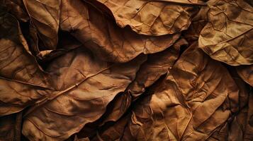 Dried tobacco leaves pattern which has withered or lacks water botanical background photo