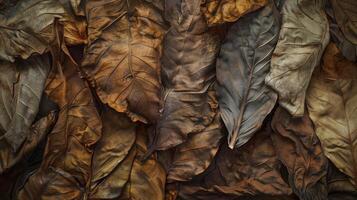Dried tobacco leaves pattern which has withered or lacks water botanical background photo