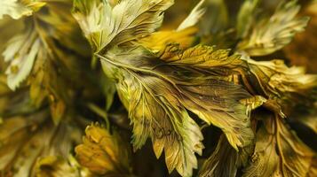 Closeup dried leaves celery aromatic herb seasoning vegetable for cooking culinary agriculture photo