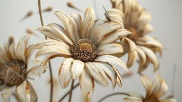 Dried flower daisies pattern which has withered or lacks water botanical background photo