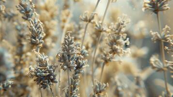 Dried lavender flower pattern which has withered or lacks water botanical background photo