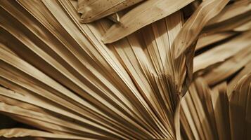 Dried palm leaves pattern which has withered or lacks water botanical background photo