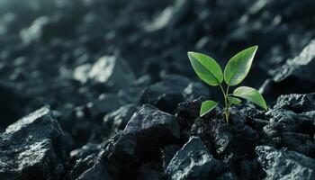 Tree shoots on coal rock replant conservation theme in mining field photo