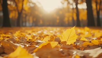 Yellow leaves maple falling to down covered soil in autumn nature background photo