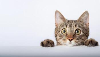 Tabby cat curiously peeking out from behind the white background, Free space for text. concept of curiosity and innocence. photo