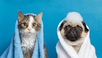 Funny wet puppy of the pug breed dog and fluffy cat after bath wrapped in towel with soap foam on dog head isolated on blue background. photo