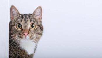 Tabby cat curiously peeking out from behind the white background, Free space for text. concept of curiosity and innocence. photo