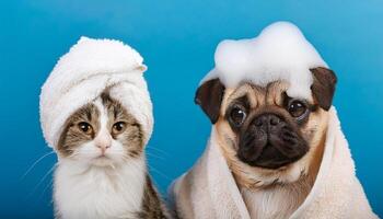 Funny wet puppy of the pug breed dog and fluffy cat after bath wrapped in towel with soap foam on dog head isolated on blue background. photo