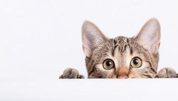 Tabby cat curiously peeking out from behind the white background, Free space for text. concept of curiosity and innocence. photo