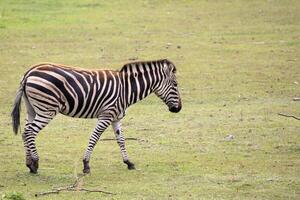 Zebra in the run photo
