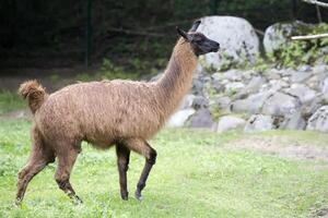 Lama in the run photo