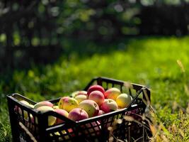 Freshly harvested apples in a basket on lush green grass in an orchard photo