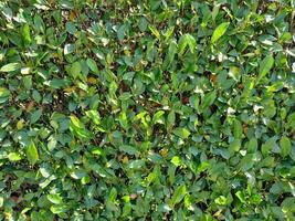 hedgerow full frame background photo