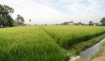 Wide angle and landscape view of mature rice fields ready for harvest on sunset sky background. photo