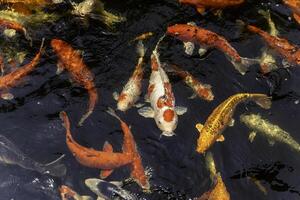 Closeup and top view school of koi fish in a pond and back background photo