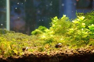 a close up of a mossy tree trunk with a small stone in the middle and a group of snails. beautiful under water botanical shot, natural wallpaper. photo