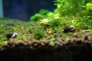 a close up of a mossy tree trunk with a small stone in the middle and a group of snails. beautiful under water botanical shot, natural wallpaper. photo