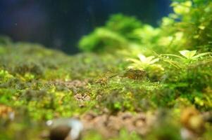 a close up of a mossy tree trunk with a small stone in the middle and a group of snails. beautiful under water botanical shot, natural wallpaper. photo