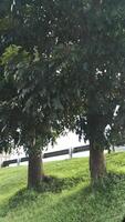 large trees and green leaves in the forest photo