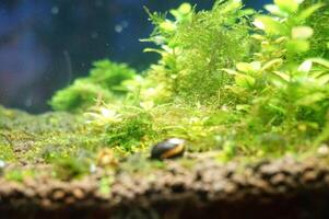 a close up of a mossy tree trunk with a small stone in the middle and a group of snails. beautiful under water botanical shot, natural wallpaper. photo