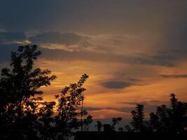silhouette of trees against the background of sunrise photo