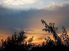 silhouette of trees against the background of sunrise photo