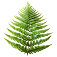 Hyper-realistic prehistoric fern leaf on a transparent background. Detailed texture with visible veins, natural green tones, and soft lighting to highlight the leaf's features. Ai png
