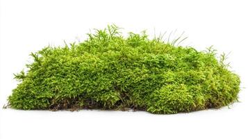 A lush green mound of moss, showcasing natural texture and color. photo