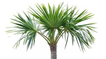 A palm tree with long, fan-shaped leaves against a white background. photo