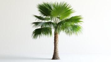 A palm tree with lush green fronds against a plain background. photo