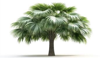 A lush palm tree with broad, fan-shaped leaves, showcasing vibrant greenery. photo