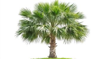 A lush palm tree with vibrant green fronds on a grassy base against a white background. photo