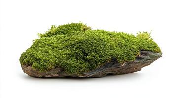 A moss-covered rock showcasing natural greenery and texture. photo