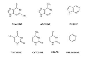 Nucleic acids, nitrogenous bases molecule formulas vector