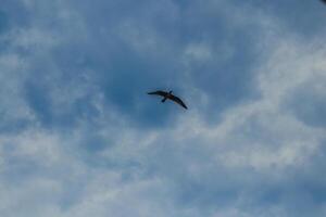 Fregat bird birds flock are flying around with blue sky clouds background. photo